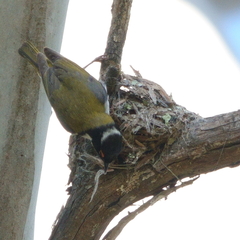 Melithreptus lunatus