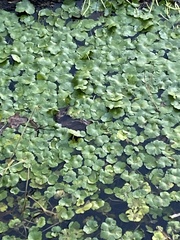 Hydrocotyle