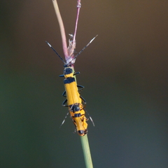 Chauliognathus imperialis