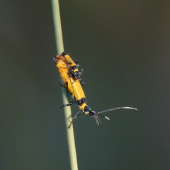 Chauliognathus imperialis