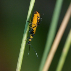 Chauliognathus imperialis