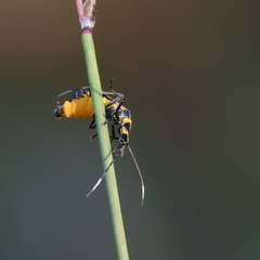Chauliognathus imperialis
