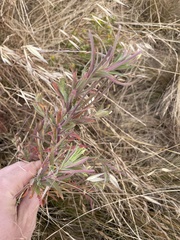 Epilobium hirtigerum