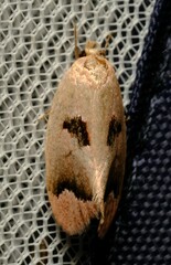 Acanthodela erythrosema