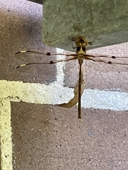 Telephlebia godeffroyi