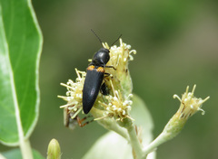 Elateridae