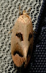 Acanthodela erythrosema