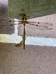 Telephlebia godeffroyi