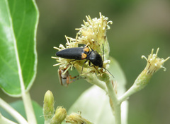 Elateridae