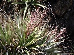 Puya spathacea