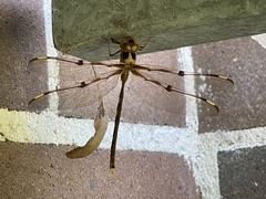 Telephlebia godeffroyi