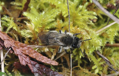 Andrena