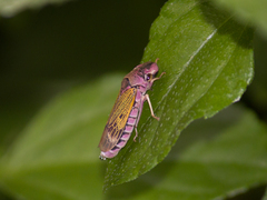 Proconiini
