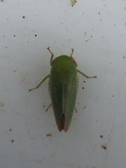 Batracomorphus