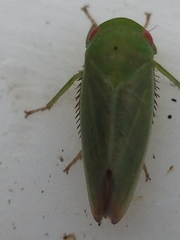 Batracomorphus