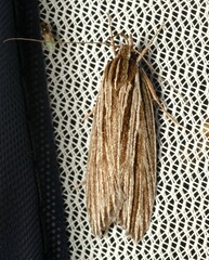 Leistarcha scitissimella