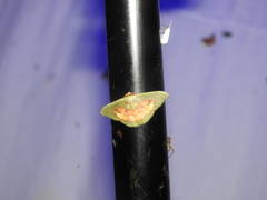 Pyrochlora majorcula