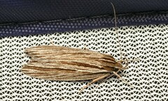Leistarcha scitissimella