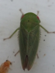 Batracomorphus