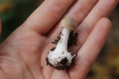 Amanita porphyria