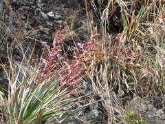 Puya spathacea
