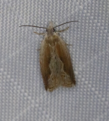 Ancylis diminuatana