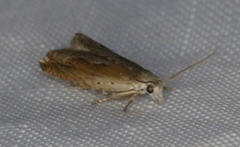 Ancylis diminuatana