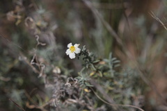 Zinnia acerosa