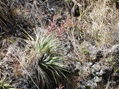 Puya spathacea
