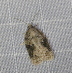 Acleris