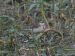 Motacilla