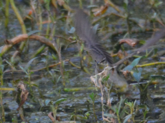 Motacilla