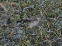 Motacilla