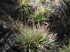 Puya spathacea