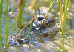 Rana amurensis
