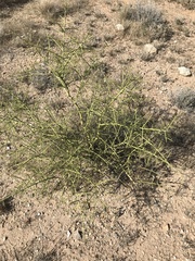 Parkinsonia microphylla