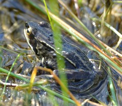 Rana amurensis