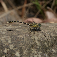 Hemigomphus heteroclytus