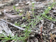 Galium gaudichaudii