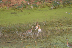 Metopidius indicus