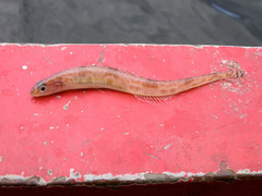 Leptoclinus maculatus