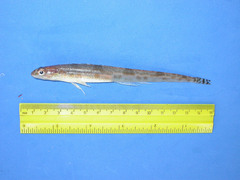 Leptoclinus maculatus