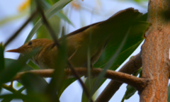 Passeriformes