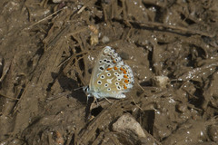 Polyommatus bellargus