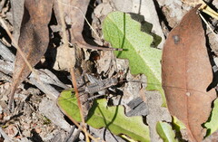 Eurepa marginipennis