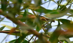 Passeriformes