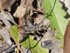 Eurepa marginipennis