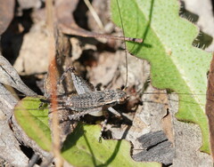 Eurepa marginipennis