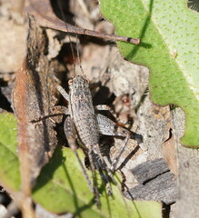 Eurepa marginipennis