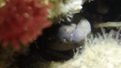 Gymnothorax mordax